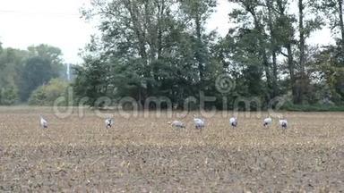 一群鹤鸟在秋天迁徙的玉米地上休息。 阴雨天气